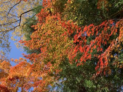 軽井沢懐古園紅葉の旅　熊野皇大神社～雲場池～旧軽井沢銀座～軽井沢タリアセン～ホームズ像～小諸懐古園～あぐりの湯～やまへい～丸山珈琲～佐久ＰＡ