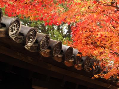 秋の京都で紅葉三昧　(1)　東福寺の紅葉と高台寺のライトアップ