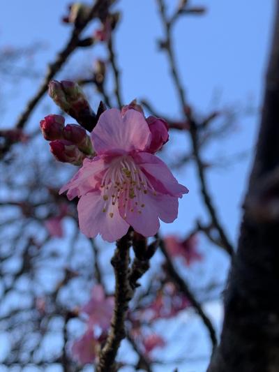 ２０２０桜さくら