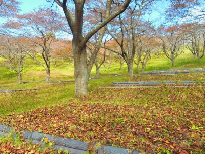 加護坊山に登り、眺望を楽しむ