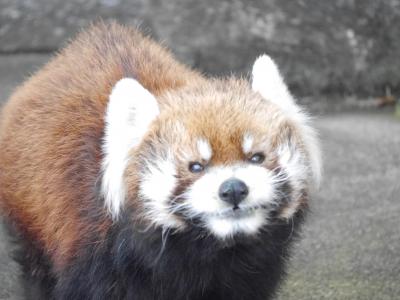 市川市動植物園のレッサーパンダ☆一幸東松戸店☆2020/12/23