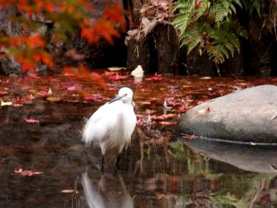 紅葉と野鳥観察＠上野恩賜公園・日比谷公園・六義園　2020年12月の記録