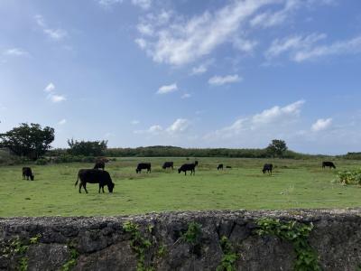 '20.12 旅納で黒島に一人旅
