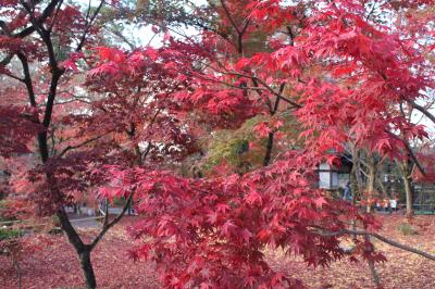紅葉の京都を凝縮して観光②