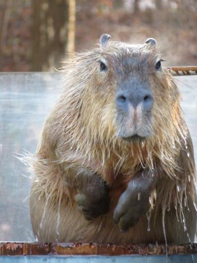 年末の智光山公園こども動物園～コツメカワウソ男子３頭のみだけどご飯タイムに遭遇＆樽湯カピバラ・ユメちゃんやブラジルバクのハニワくん来園