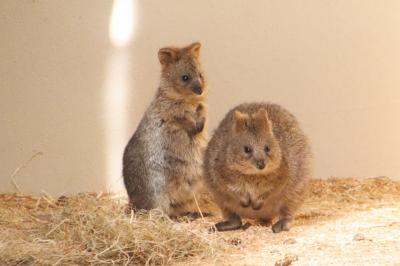 2020年度末の埼玉こども動物自然公園（東園）愉快なコアラのリリーちゃんやクオッカ自由観覧でピオニちゃんパインくん兄妹に注目＆ポニーとキリン