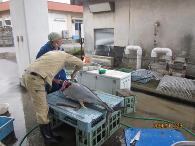 瀬底島・伊江島・徳之島・与論島巡りの旅③