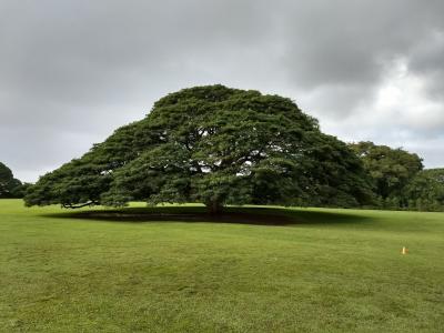 トランジットでハワイへ