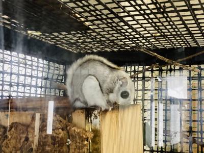 動物にもおめでとう。雪の円山動物園と北海道神宮初詣