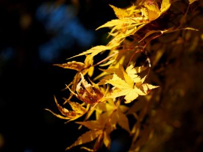 小林もみじ園,興禅院 / 紅葉狩り