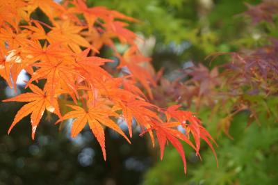 吉野 紅葉 に関する旅行記 ブログ フォートラベル 奈良県