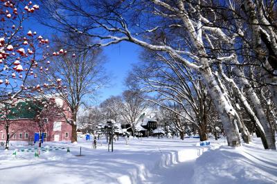 地元の雪景色