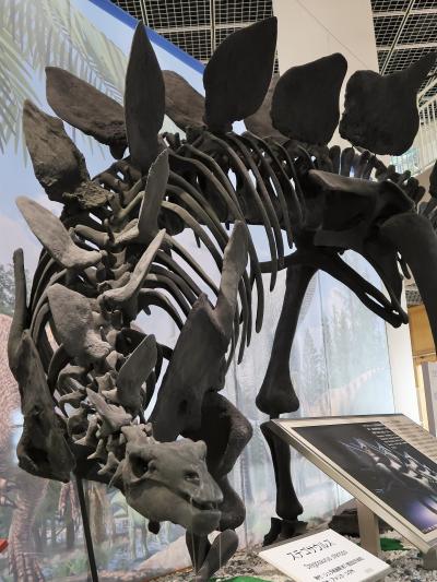 仙台21　東北大学理学部-自然史標本館a　≪ 化石≫  ☆ステゴサウルス・恐竜の卵・古生物の跡
