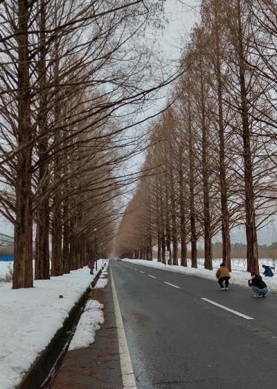 雪のメタセコイヤ並木