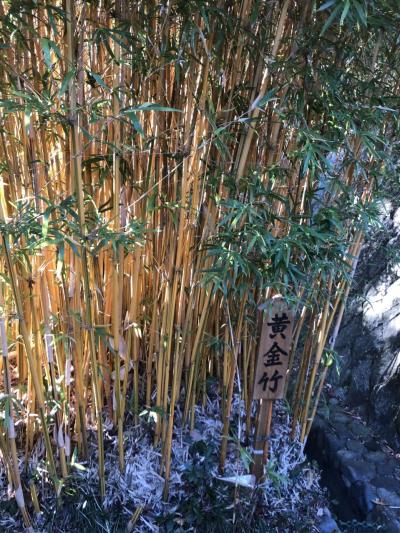 伊豆高原の別荘で年末年始　神祇大社初詣