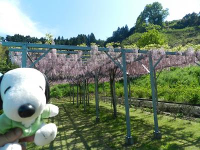 『森林公園スイス村』で芝桜＆『花郷OKADA』で藤の花◆丹後半島へ日帰りドライブ《前半》