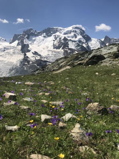スイス花とハイキングの旅 ゴルナーグラート リッフェルアルプ