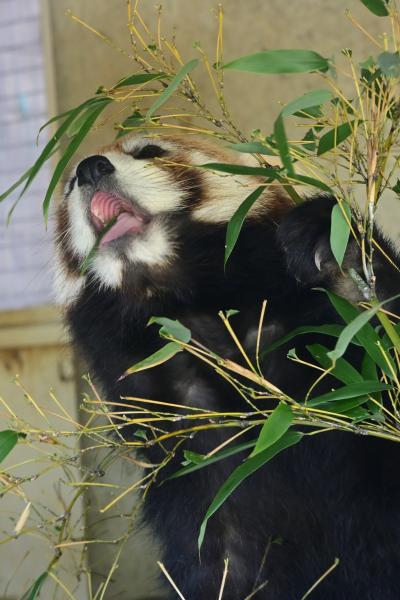 レッサーパンダはかわゆい !!! 浜松市動物園