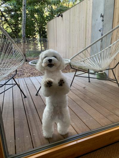 軽井沢 犬 に関する旅行記 ブログ フォートラベル 長野県 軽井沢 犬 に関する旅行記 ブログ フォートラベル 長野県