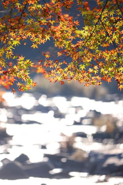 コロナを恐れて紅葉めぐり（香嵐渓編）