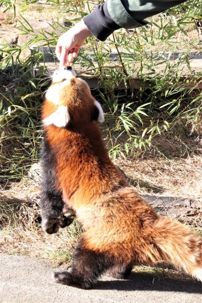 車で２度目の冬のイルミネーションの東武動物公園（２）間に合ったレッサーパンダの朝食＆初めて見られたリンゴタイム～アニマルパフォーマンス観覧