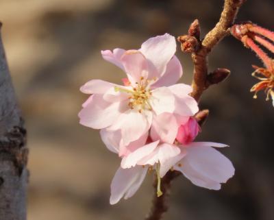 清楚に咲いていた冬桜