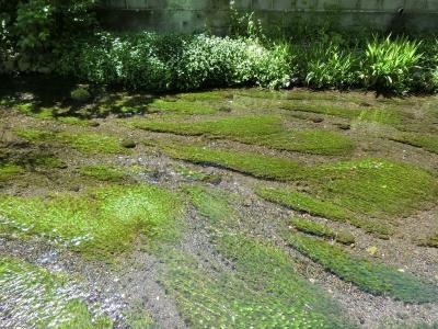 春の三島　源兵衛川