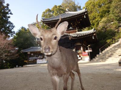 岩国城登山　弥山下山