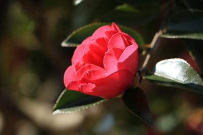 コロナに負けずに元気を出して♪　冬の花巡り♪