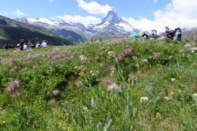 スイス花とハイキングの旅　ツェルマットのんびり散歩スネガ