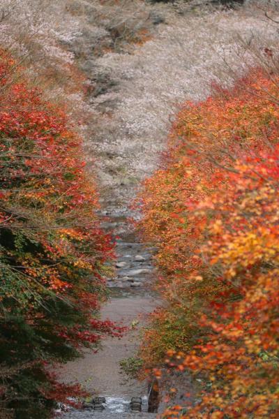 コロナを恐れて紅葉めぐり（小原、川見四季桜編）