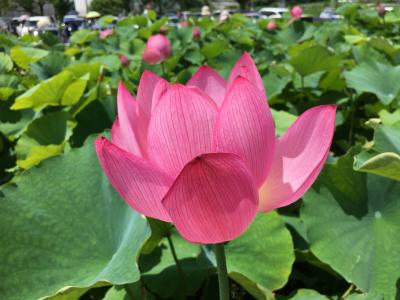 可憐な蓮の花を見に行田市の古代蓮の里へ／お昼はさんぽ道でうどんを味わう