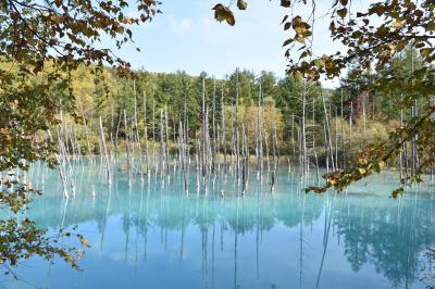 秋の北海道旅行　釧路～阿寒～サロマ湖～富良野～札幌　④美瑛から札幌・小樽