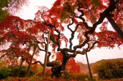 異界の紅葉　いわき「中釜戸の枝垂れモミジ」「金澤翔子美術館」＆ときわの宿「浜とく」