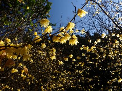 「小平の里・湿性植物園」のロウバイ_2021_綺麗に咲き揃って、見頃でした（群馬県・みどり市）