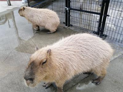 2020秋の熊本・大分　その1は阿蘇ファームランドと阿蘇ミルク牧場