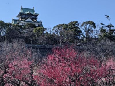 天気がいい日に大阪城梅林で梅観賞