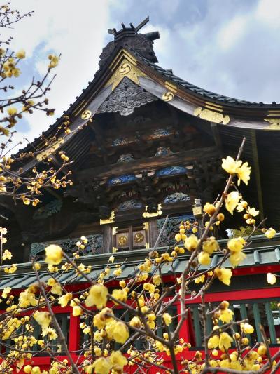 「雷電神社」のロウバイ_2021_咲き始め、見頃間近です。（群馬県・板倉町）