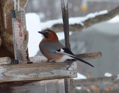 冬の野鳥