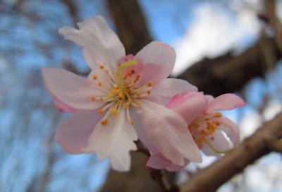 美しかった冬桜