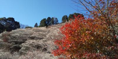 日帰り小原四季桜