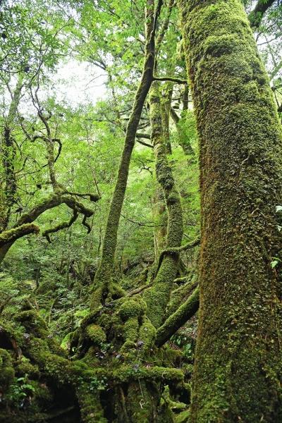 屋久島ひとり旅 in 2020 ４日目 - 白谷雲水峡トレッキング -