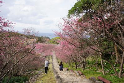 一足お先に桜開花、やんばるの休日