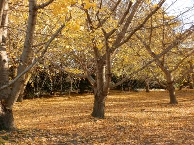 町全体が金色に染まるイチョウ（銀杏）の街「祖父江（そぶえ）」