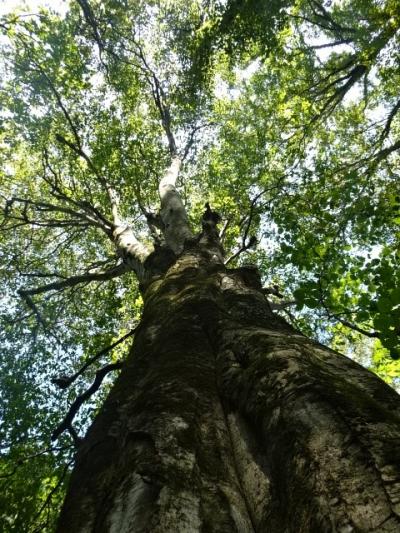 不老ふ死温泉、白神、五能線を楽しむ 青森１