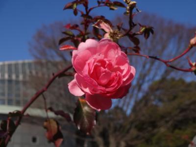 真冬のバラ、ウメを愛で、諏訪神社でコロナ禍収束を祈願ーーー。