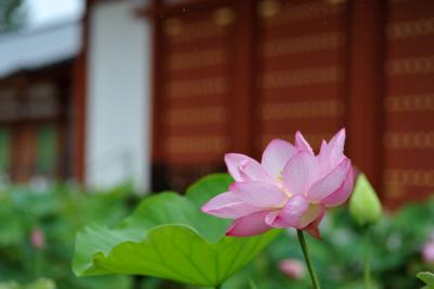 蓮の花咲く青紅葉の奈良～ロータスロード、雨の明日香村、吉野山の青紅葉～