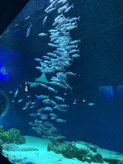 梅雨明け沖縄ツアー（4/4：DMMかりゆし水族館、やちむん通りなど）