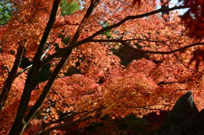 鍬山神社の紅葉