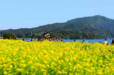 春はすぐそこまできています。南国鹿児島から（もうすぐ）春だより。